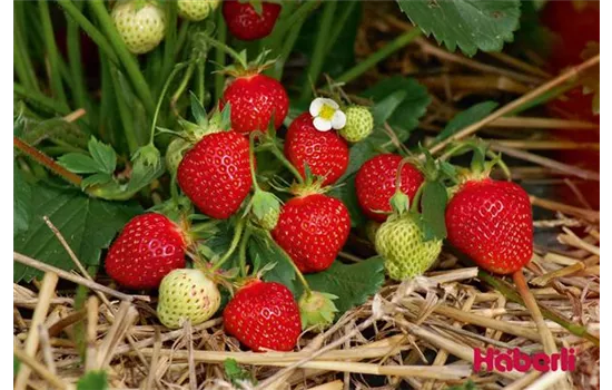 Fragaria x ananassa FRAROMA(S)