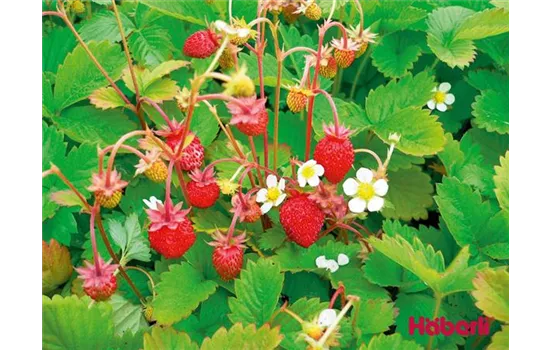 Fragaria x ananassa ALEXANDRIA