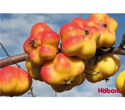 Malus domestica APISTAR