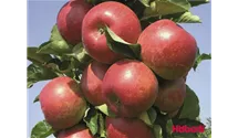 Säulenapfel