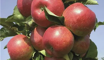 Säulenapfel