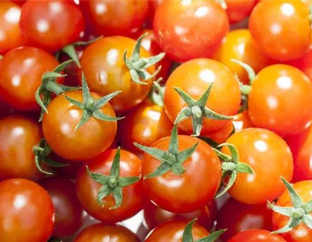 Die Tomate - Aroma, Schönheit und Genuss in eins