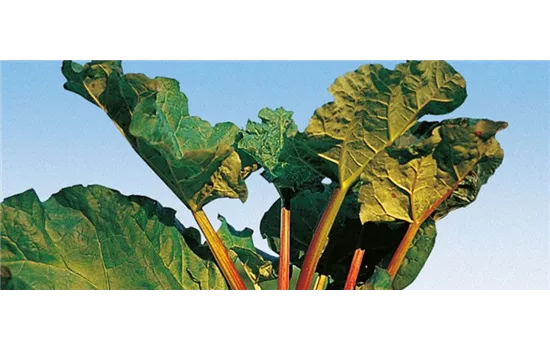 Rheum rhabarbarum HOLSTEIN BLUT