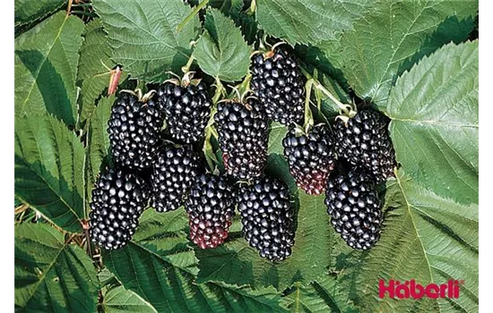 Rubus fruticosus JUMBO