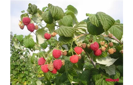 Rubus idaeus FALLRED Streib2a(S)