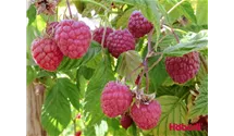 Himbeere