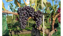 ROBUSTAREBE® NERO(S) 