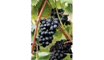 ROBUSTAREBE® NERO(S) 