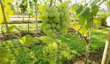 Robusta Weinrebe