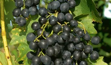Robusta Weinrebe blau