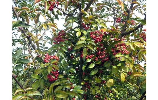 Zanthoxylum simulans