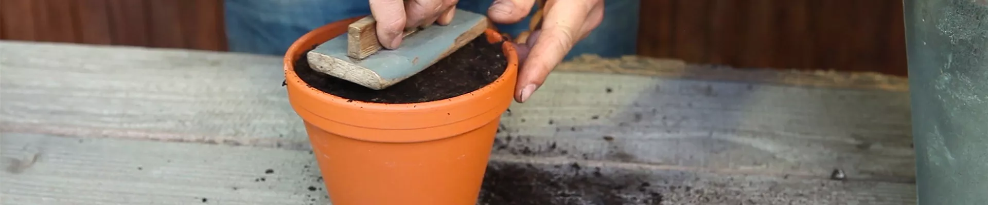 Pefferminze - Aussäen von Samen (thumbnail)