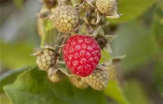 Rubus idaeus