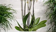 Schmetterlingsorchidee