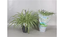 Grünlilie 'Variegatum'