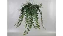 Hedera helix 'Wonder'