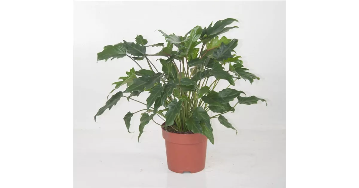 philodendron snow white Philodendron 'White Princess'  Carnivero
