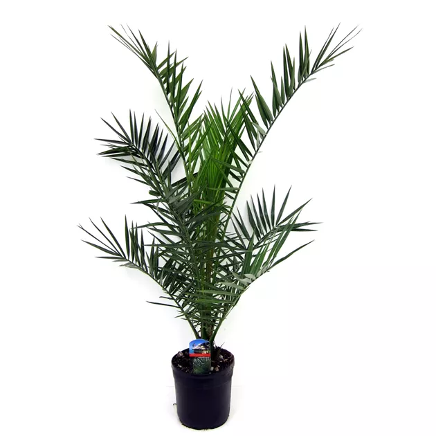 phosphor kalium dünger flüssig Flüssig Phosphor / Kalium ( für Blüte ) – GROWBOX.CH