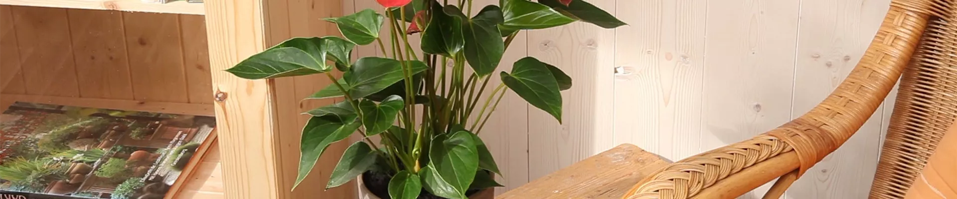 Flamingoblume - Einpflanzen in ein Gefäß (thumbnail)