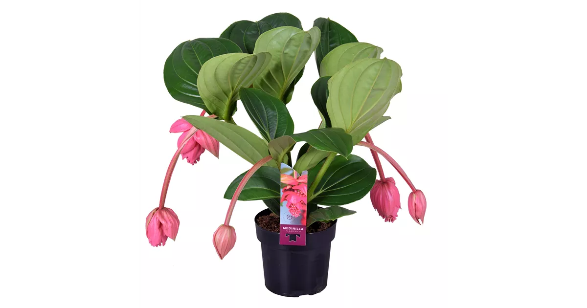 Medinilla magnifica 'Flamenco'
