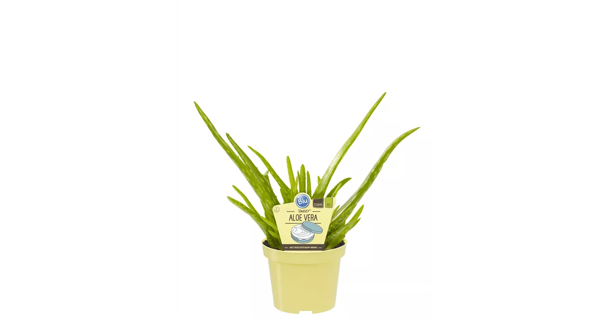 aloe vera saft gegen krebs nu3 Bio Aloe Vera Saft main image 0