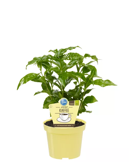 Coffea arabica