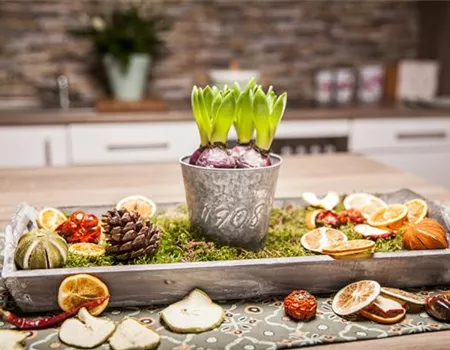 Hyazinthen zu Weihnachten