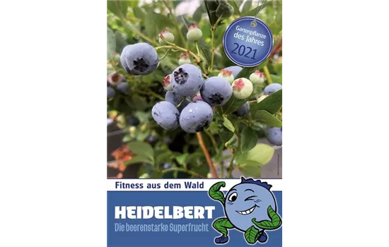 Vaccinium corymbosum
