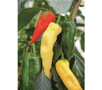 Capsicum annuum