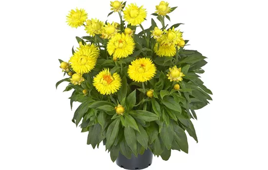 Bracteantha 'Granvia Gold'