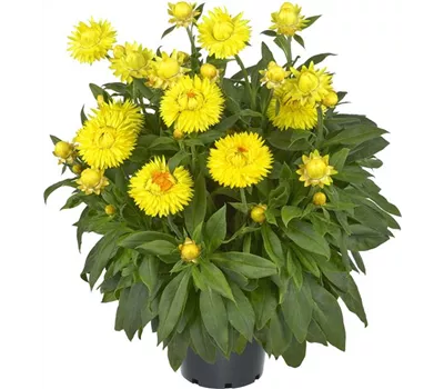 Bracteantha 'Granvia Gold'