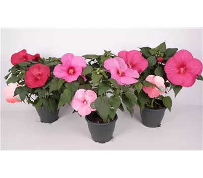 Hibiscus syriacus 'Mauvelous'