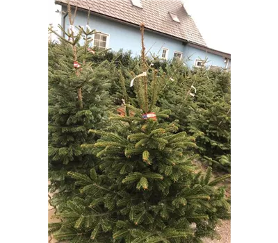Christbaum 150/190 mondphasen-geschnitten