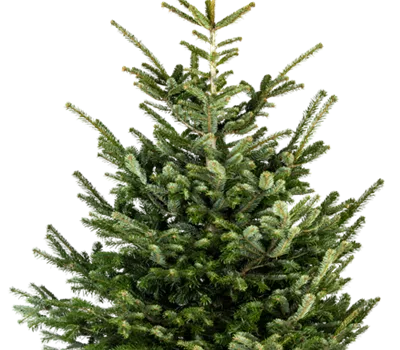 Christbaum 100/150 mondphasen-geschnitten