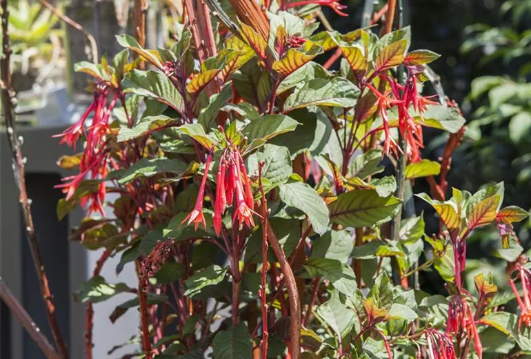 Bella Fuchsia®