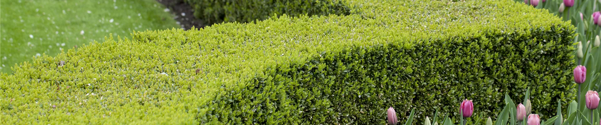 Buxus sempervirens