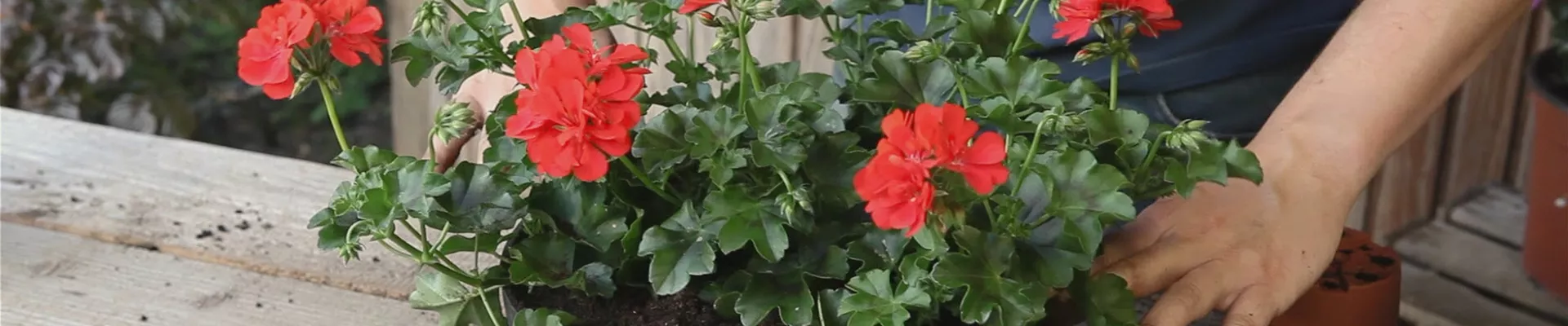 Hängende Geranien - Ampel bepflanzen (thumbnail)