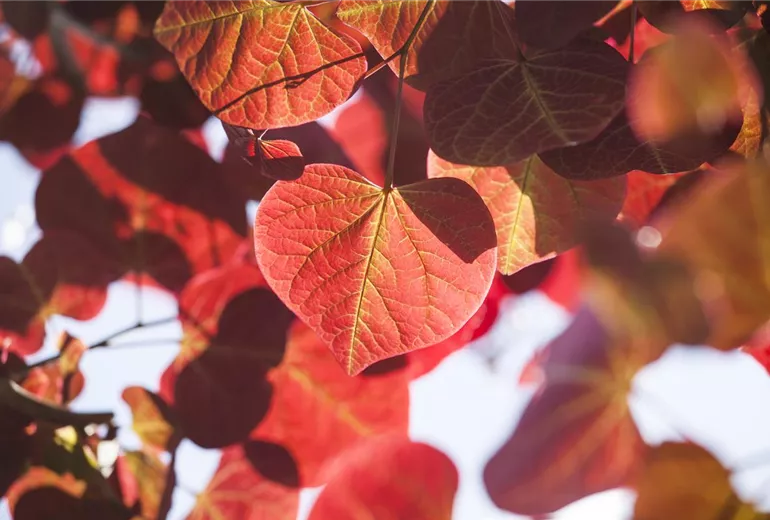 Cercis canadensis 'Forest Pansy'