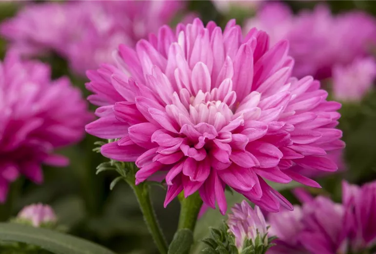 Aster novi-belgii