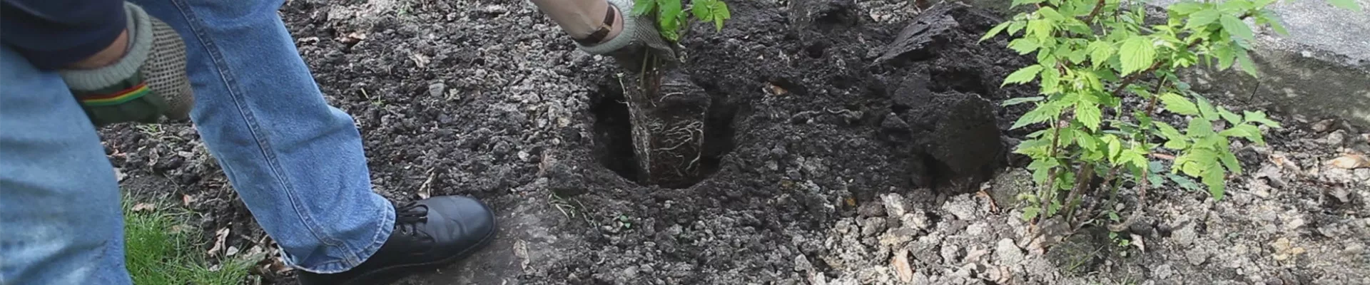 Himbeere - Einpflanzen im Garten (thumbnail)