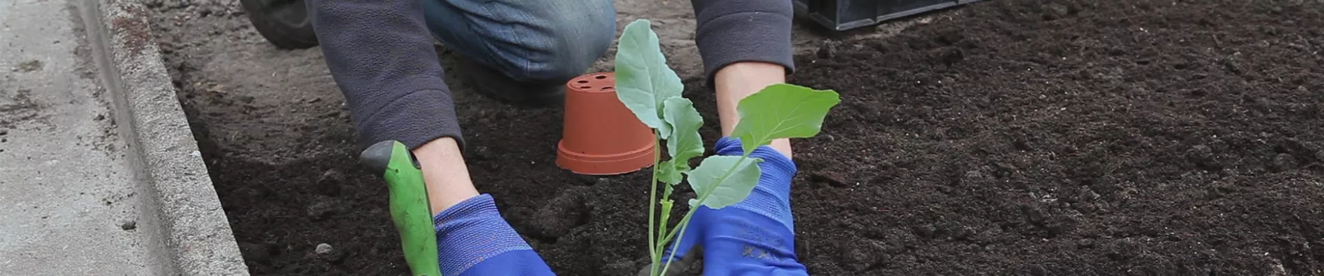 Brokkoli - Einpflanzen in ein Gemüsebeet (thumbnail)