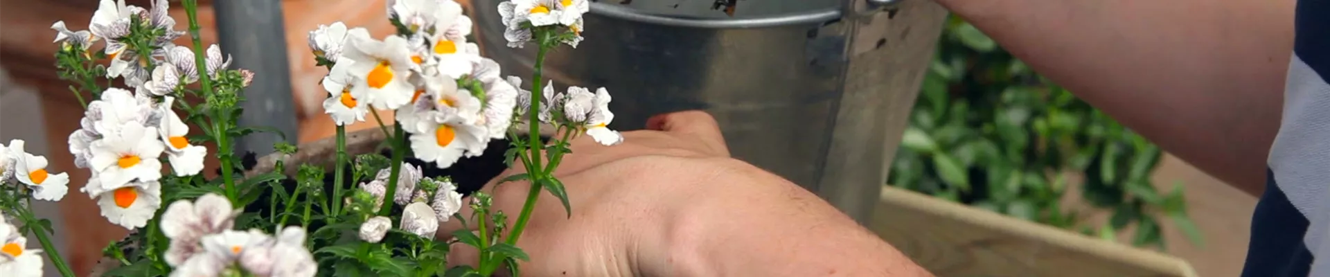 Elfenspiegel - Einpflanzen in ein Gefäß (thumbnail)