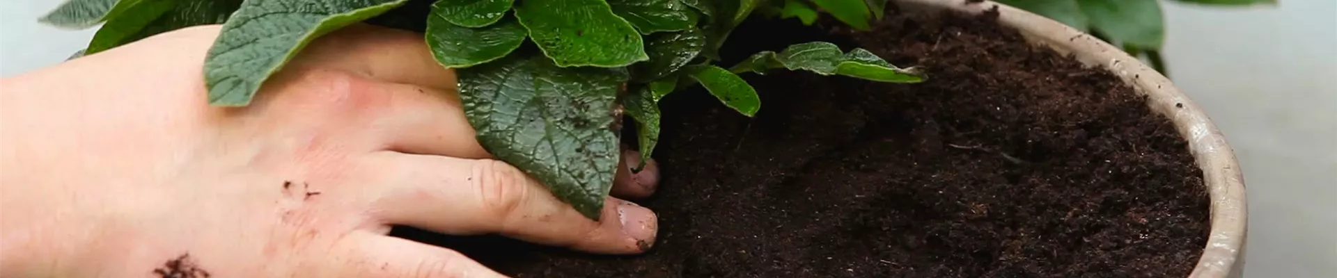 Vanilleblume - Einpflanzen in ein Gefäß (thumbnail)