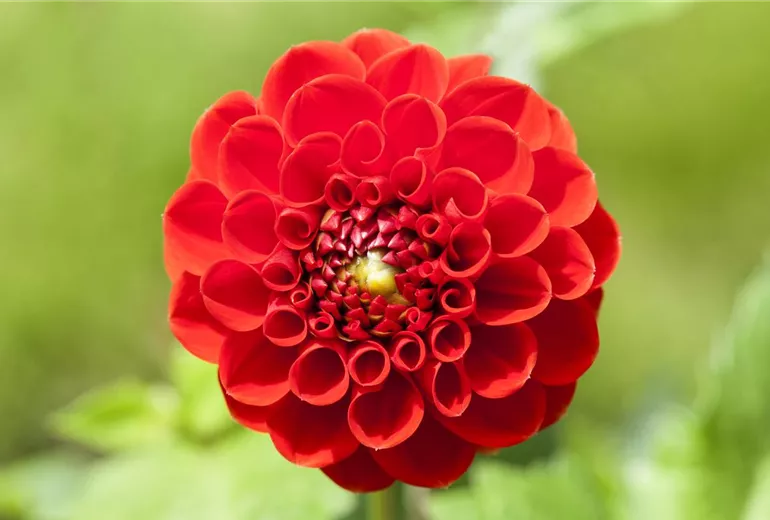Dahlia, rot