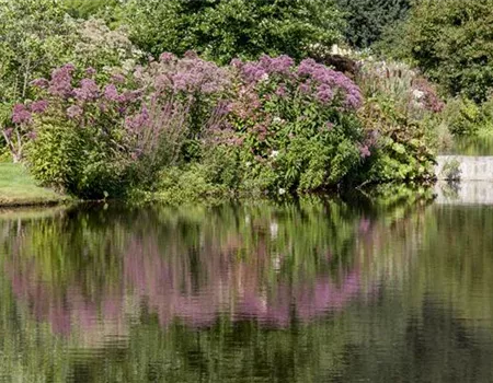 Natürliche Algenbekämpfung im Teich