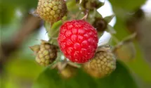 Himbeere