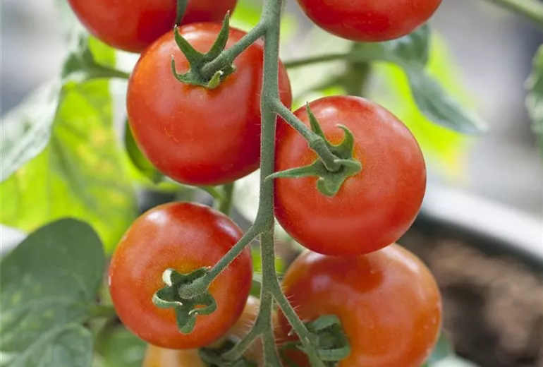 Solanum lycopersicum