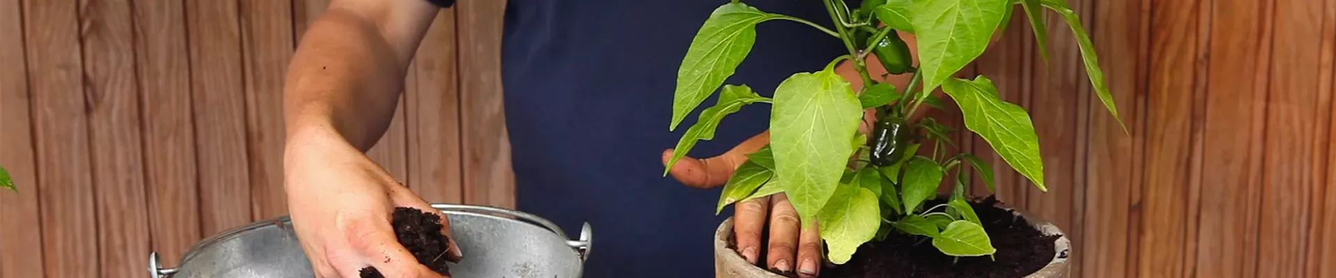 Paprika - Einpflanzen in ein Gefäß (thumbnail)